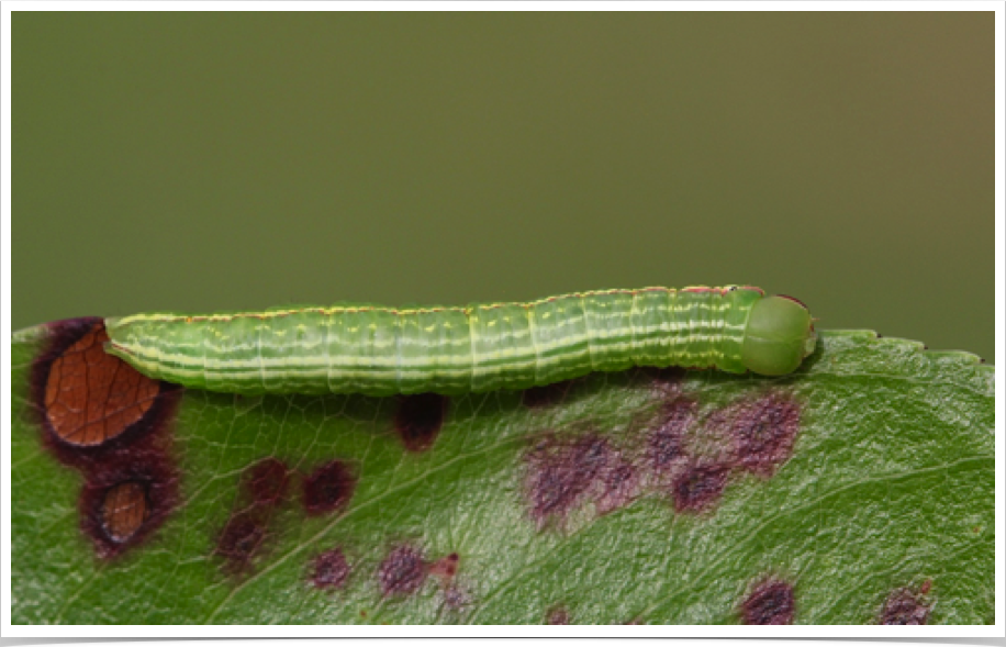 Peridea angulosa
Angulose Prominent (early instar)
Bibb County, Alabama